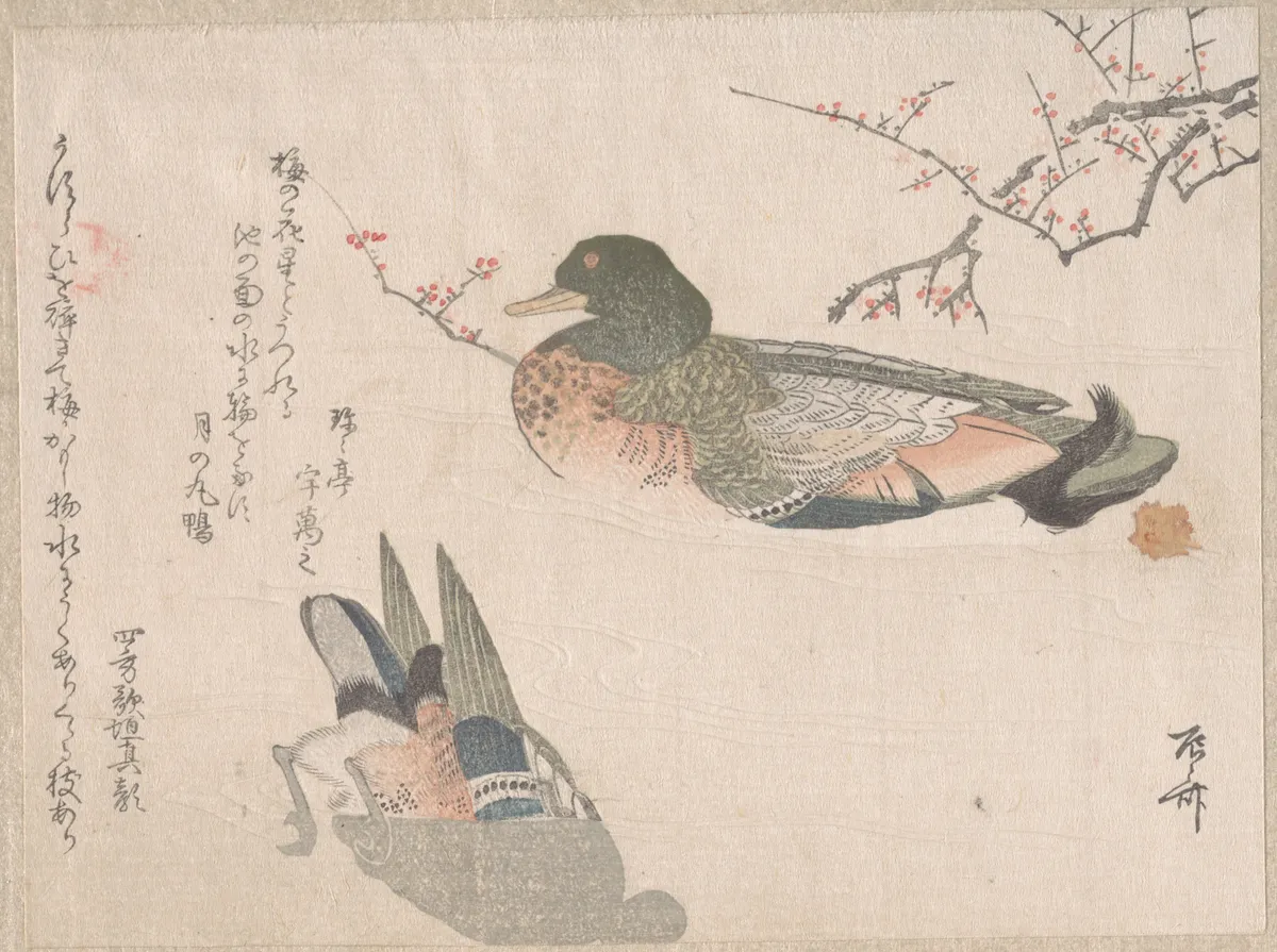 Pair of Ducks Swimming | Ryūryūkyo Shinsai - 浮世繪畫廊