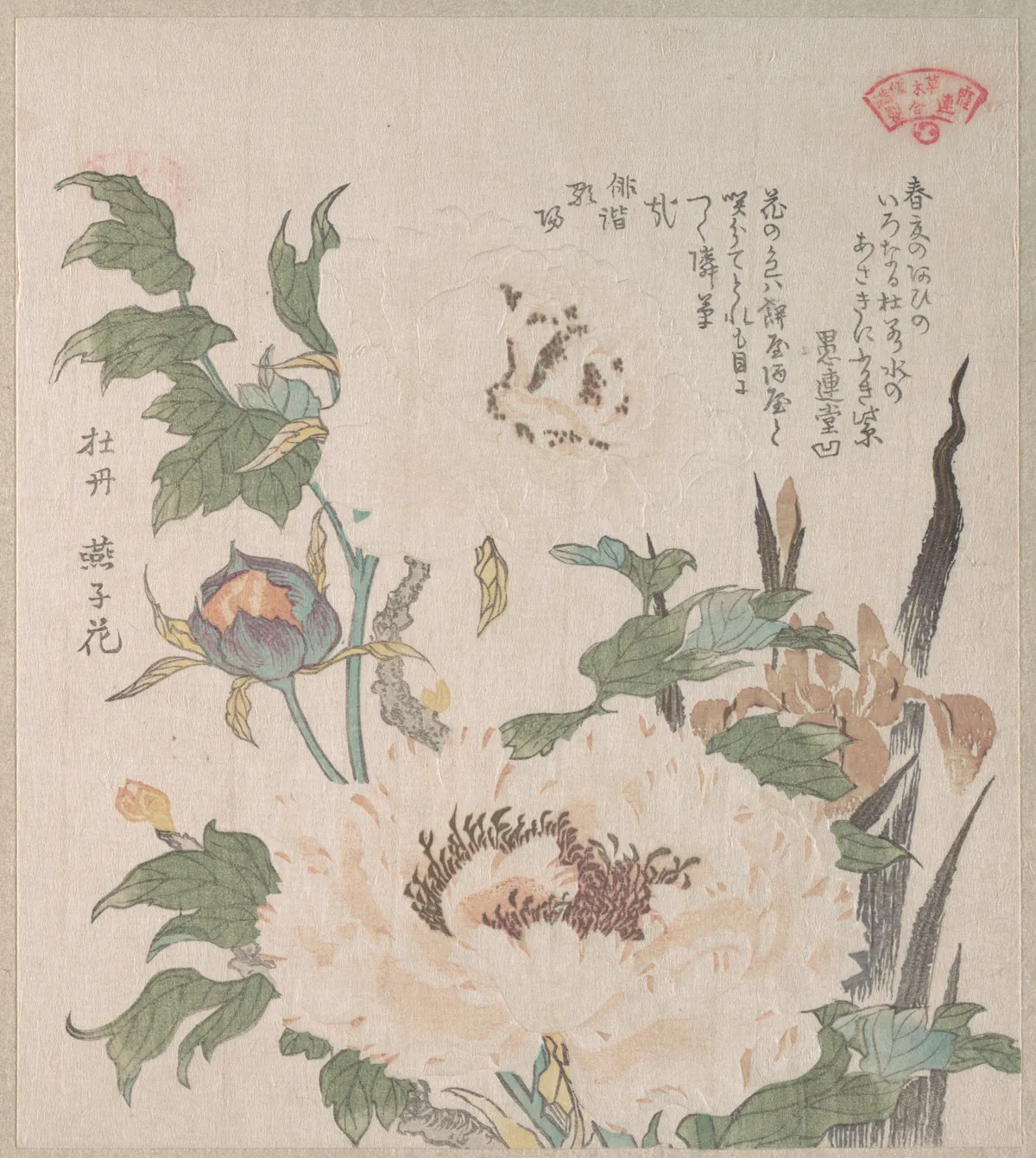 Peonies and Iris | Kubo Shunman - 浮世繪畫廊