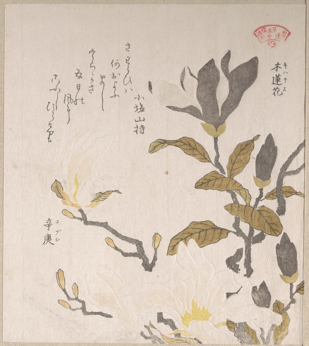 Magnolia Flowers | Kubo Shunman - 浮世繪畫廊