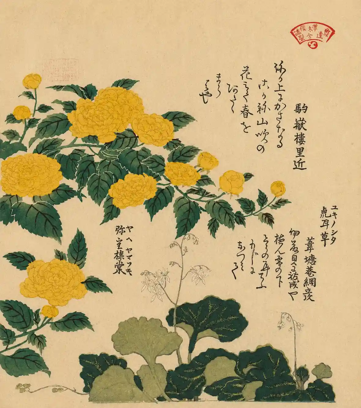 Corchorus (or Yellow Rose) and Creeping Saxifrage | Kubo Shunman - 浮世繪畫廊